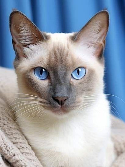 Siamese Cat | Diamond Painting