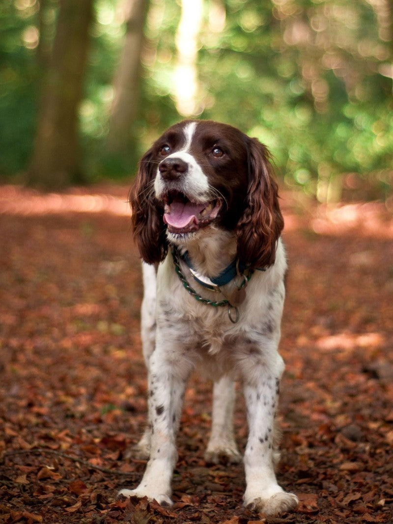 English Springer Spaniel Dog | Diamond Painting