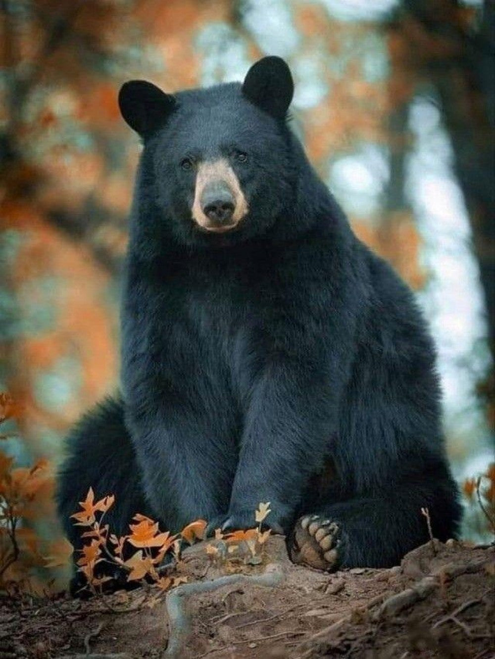 Black Bear | Diamond Painting