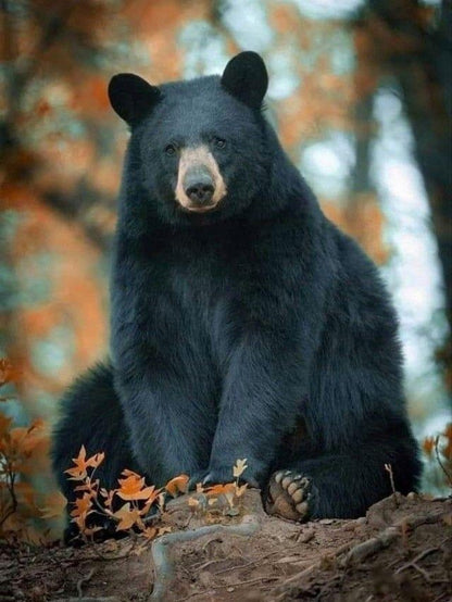 Black Bear | Diamond Painting