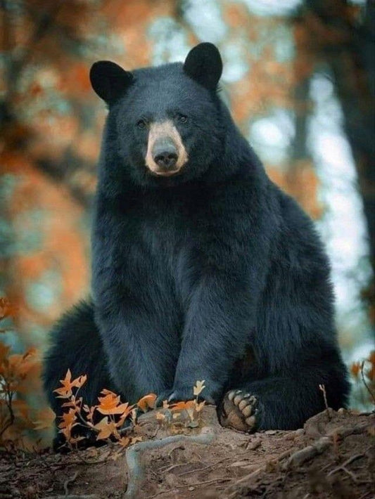 Black Bear | Diamond Painting