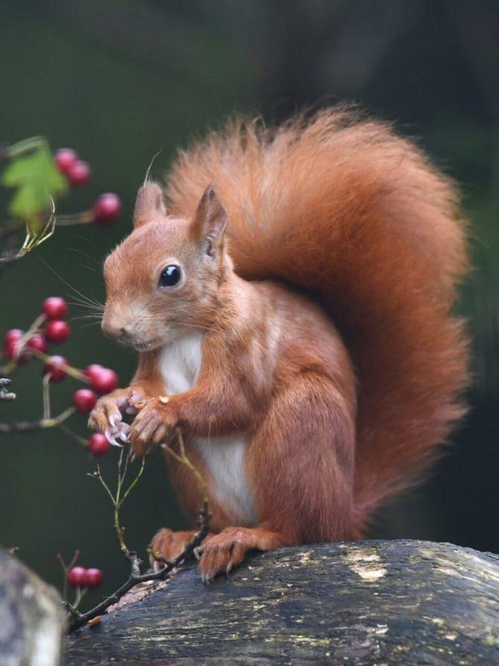 Squirrel | Diamond Painting