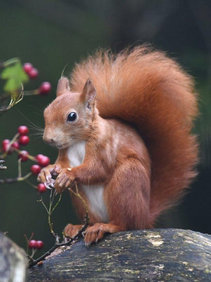 Squirrel | Diamond Painting