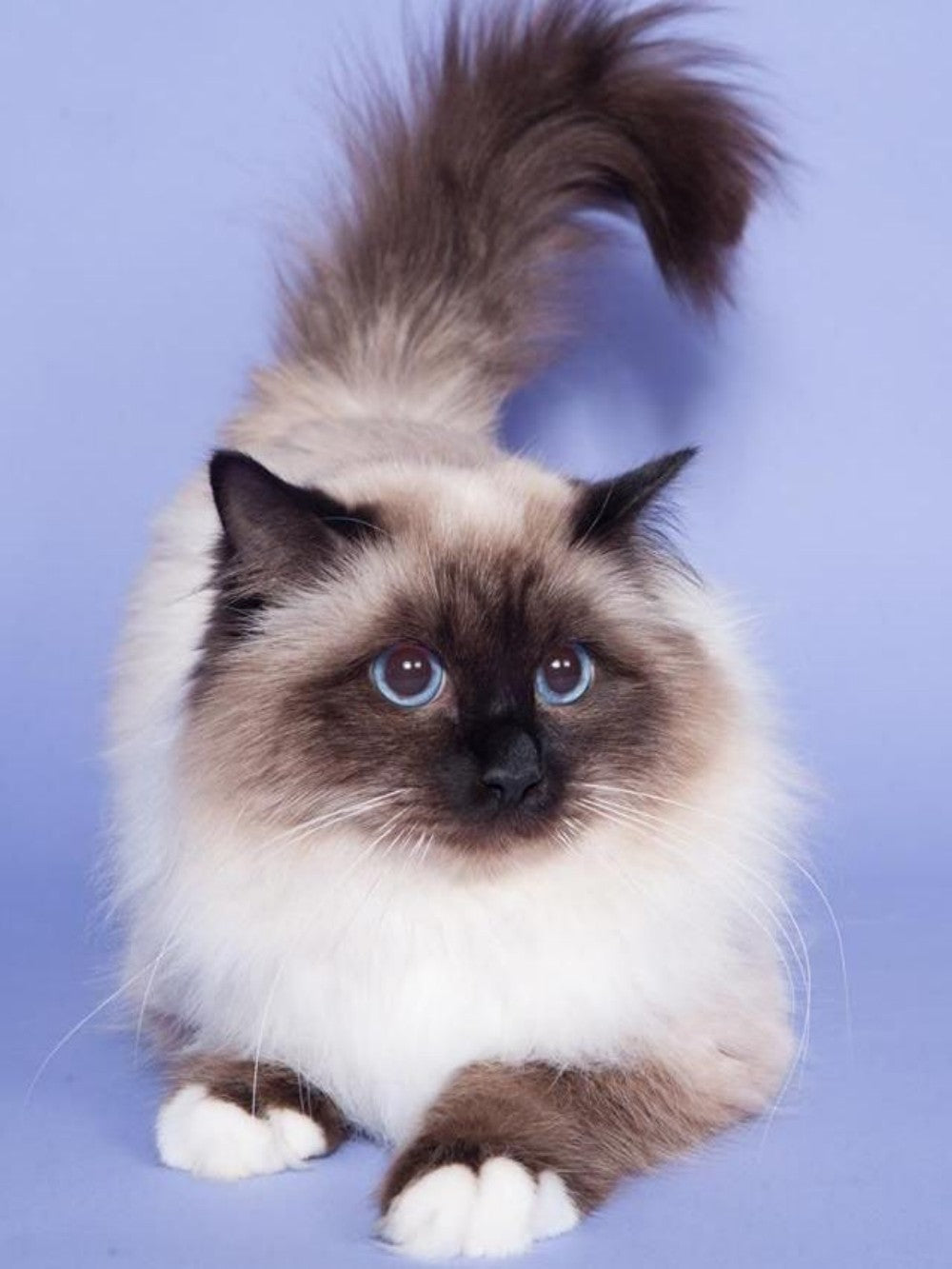 Siamese Cat | Diamond Painting