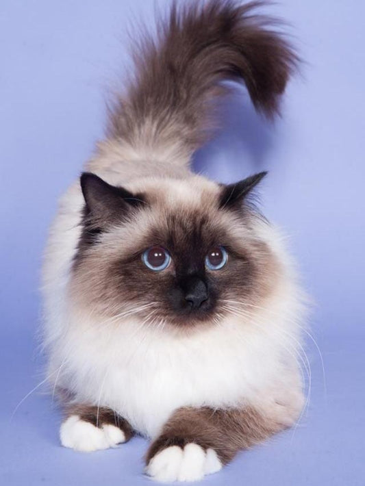 Siamese Cat | Diamond Painting