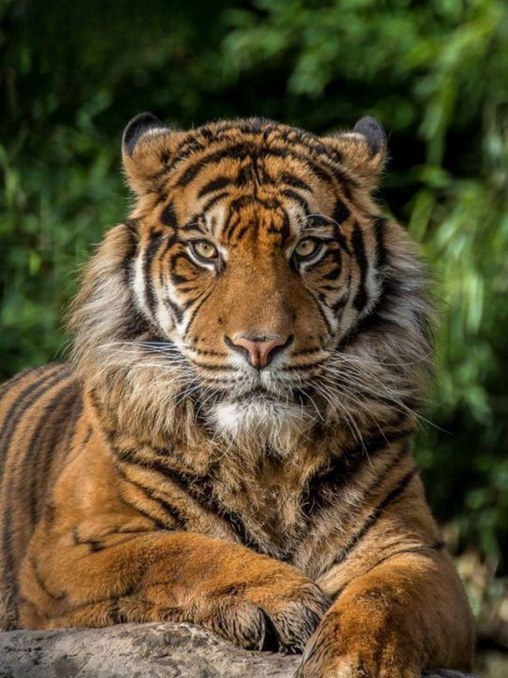 Bengal Tiger | Diamond Painting