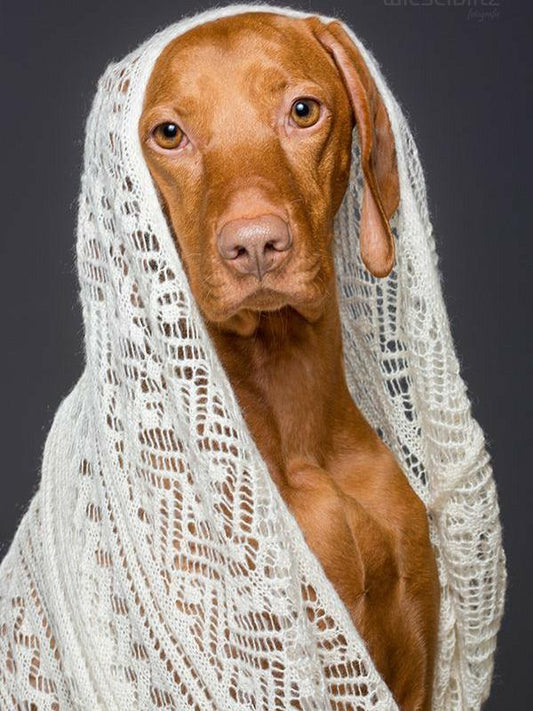 Vizsla Dog | Diamond Painting