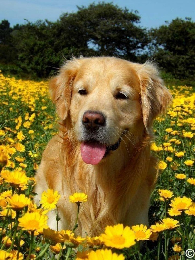 Yellow Labrador Dog | Diamond Painting