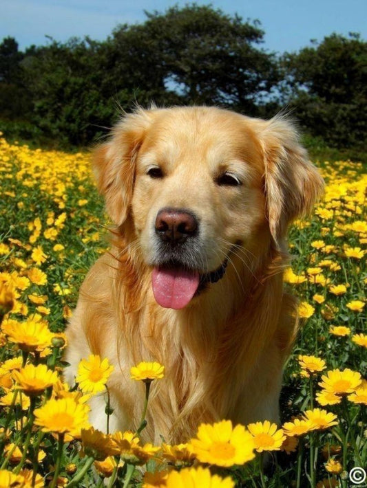 Yellow Labrador Dog | Diamond Painting