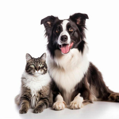 Dog Border Collie | Diamond Painting
