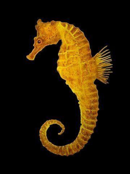 Seahorse | Diamond Painting
