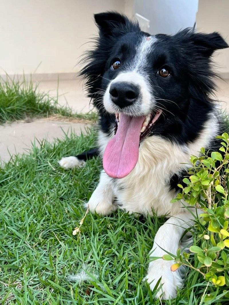 Dog Border Collie | Diamond Painting