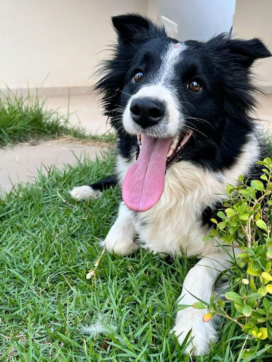 Dog Border Collie | Diamond Painting