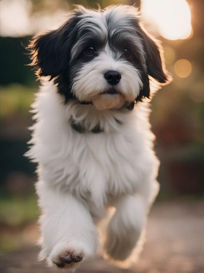 Havanese Dog | Diamond Painting