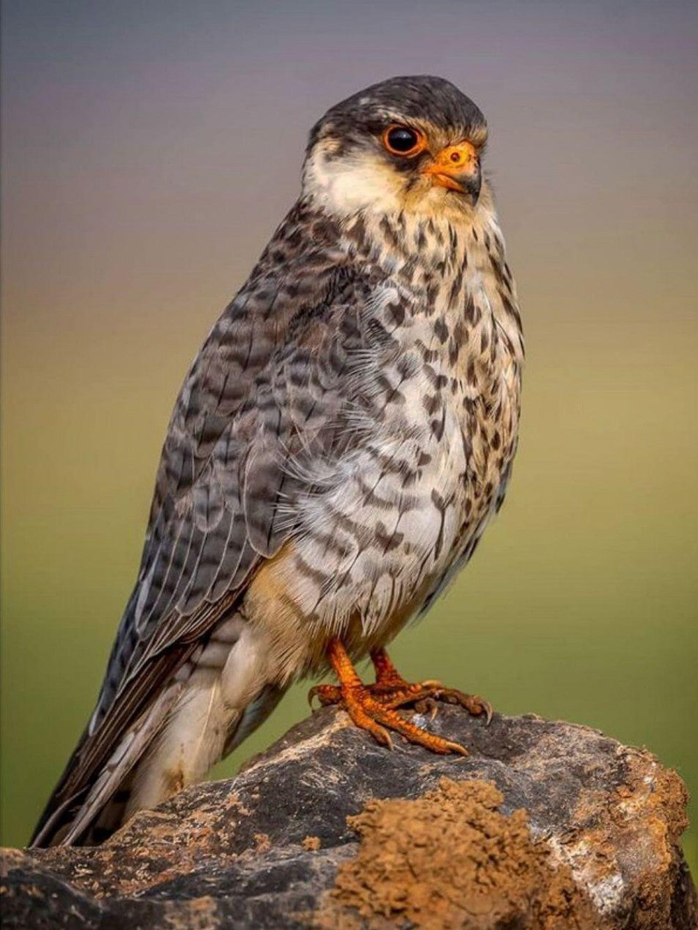 Falcon | Diamond Painting