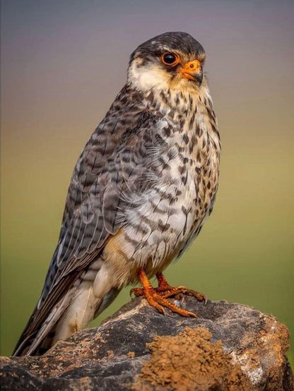 Falcon | Diamond Painting