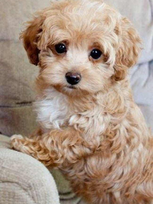 Poodle Dog | Diamond Painting