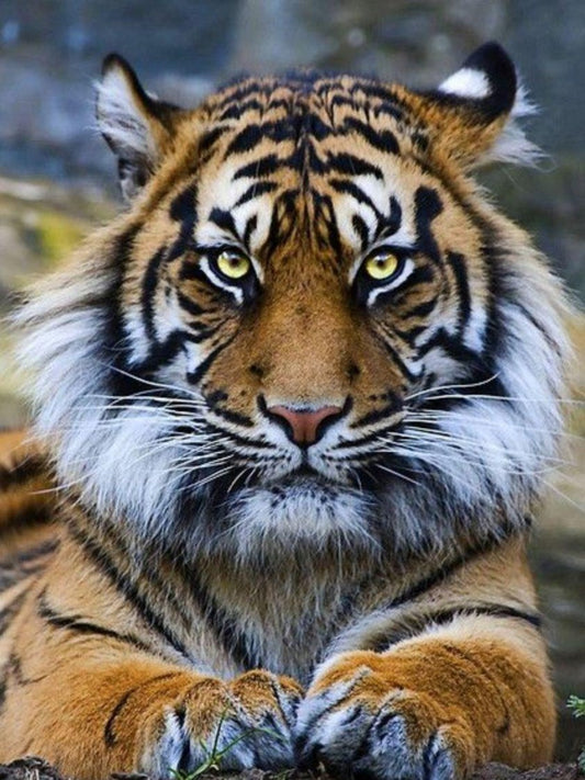 Bengal Tiger | Diamond Painting