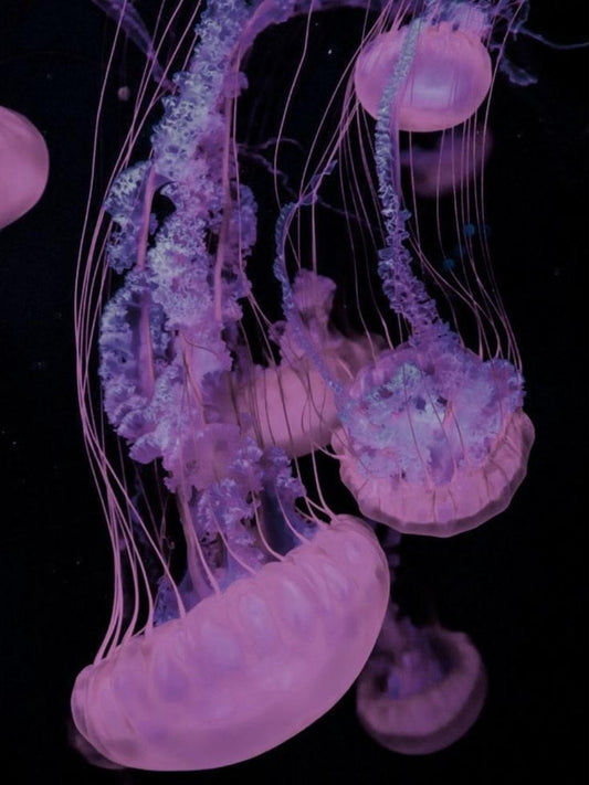 Jellyfish | Diamond Painting