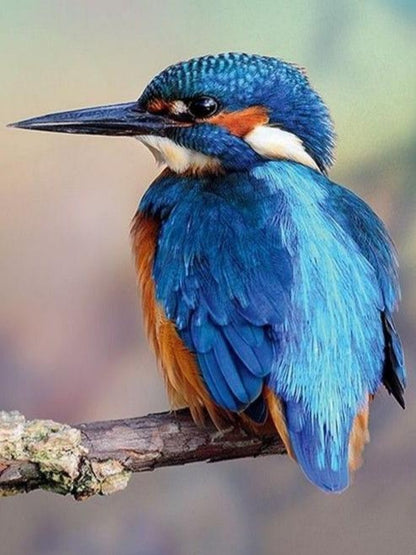 Kingfisher | Diamond Painting