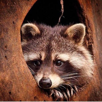 Raccoon | Diamond Painting