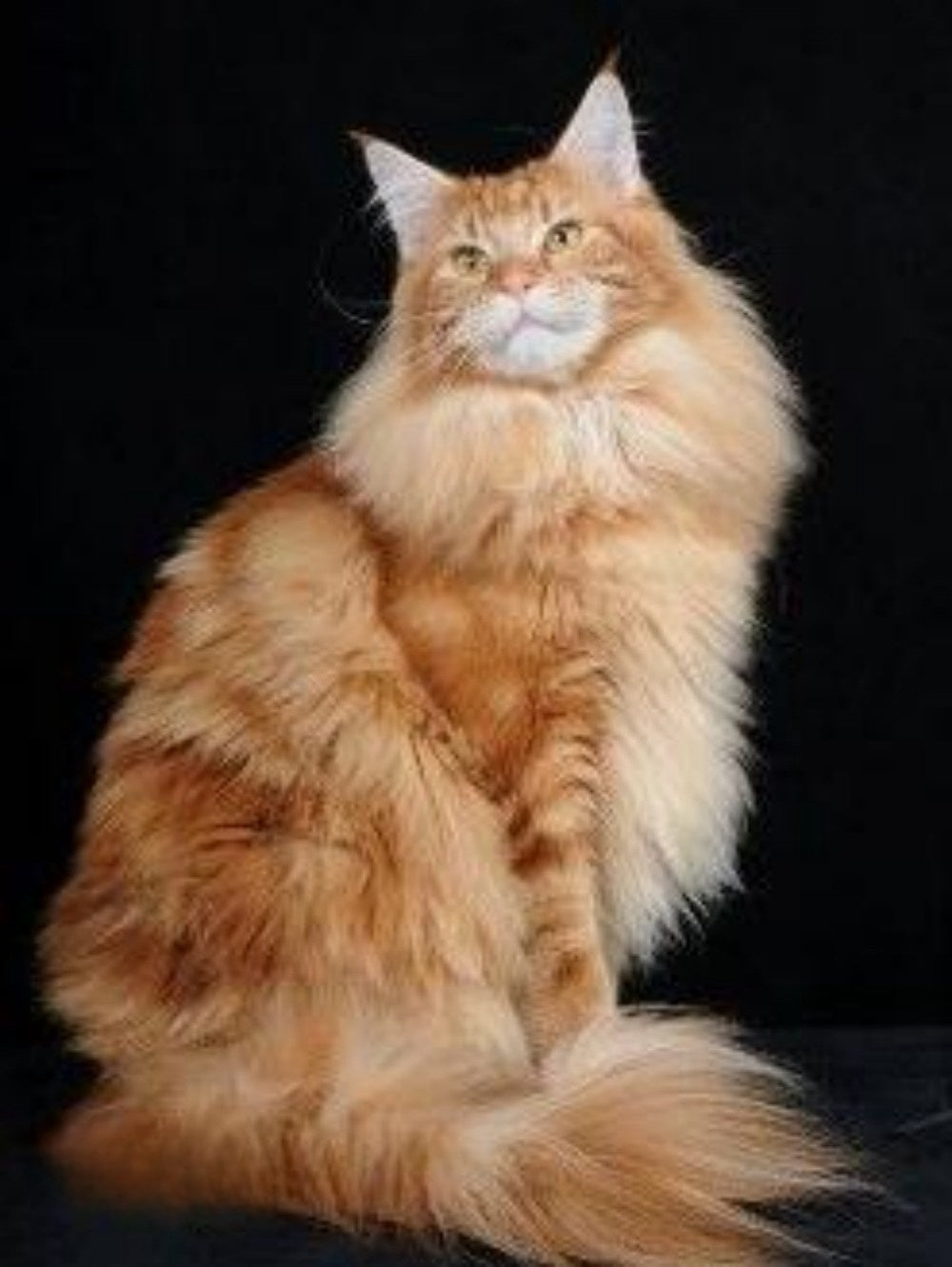 Maine Coon | Diamond Painting