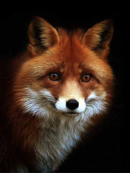 Fox | Diamond Painting