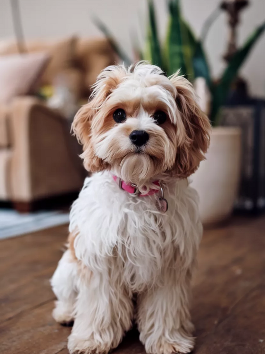 Poodle Dog | Diamond Painting