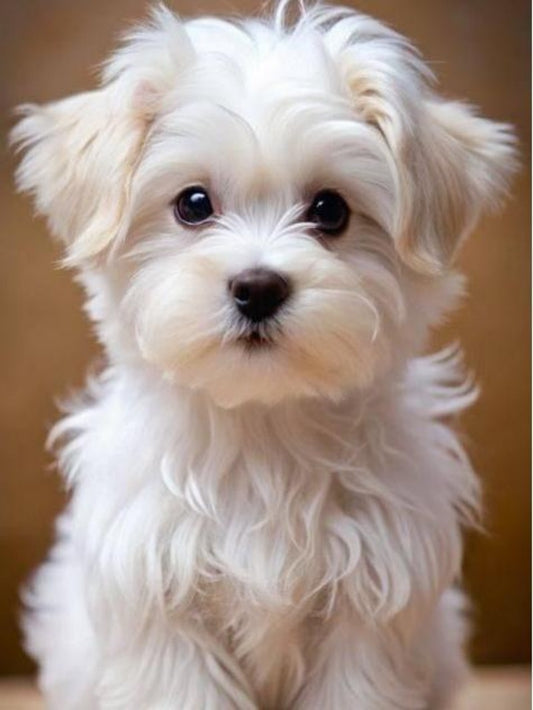 Havanese Dog | Diamond Painting