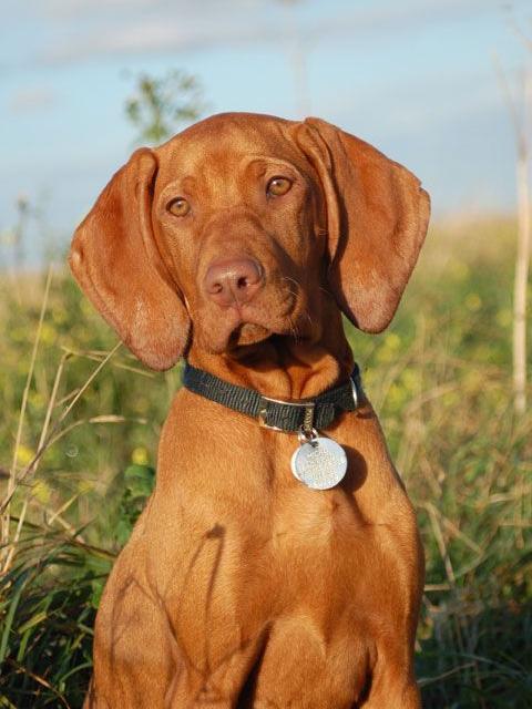 Vizsla Dog | Diamond Painting