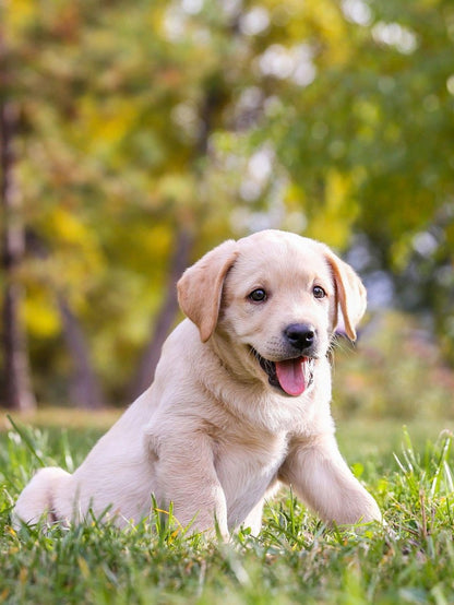 Yellow Labrador Dog | Diamond Painting