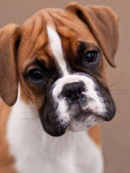 Boxer Dog | Diamond Painting