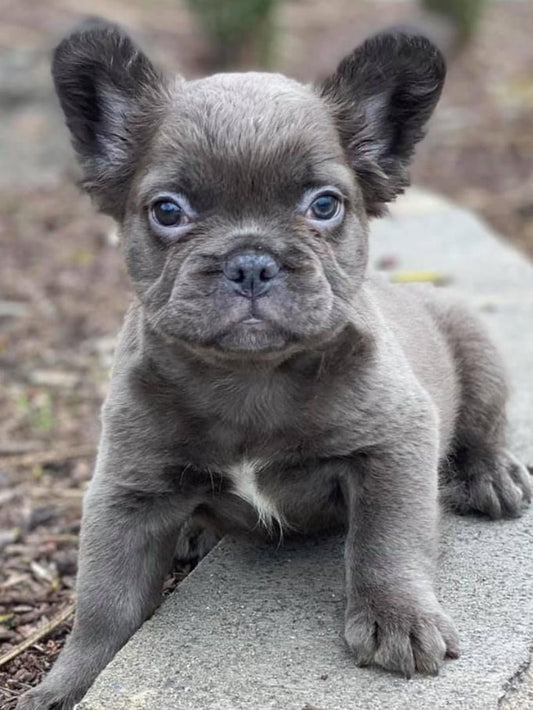 French Bulldog Dog | Diamond Painting