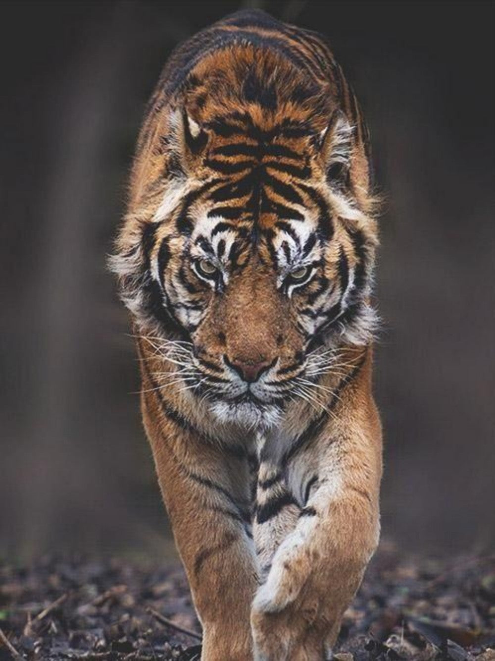 Bengal Tiger | Diamond Painting