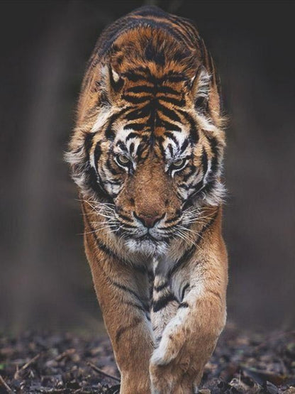 Bengal Tiger | Diamond Painting