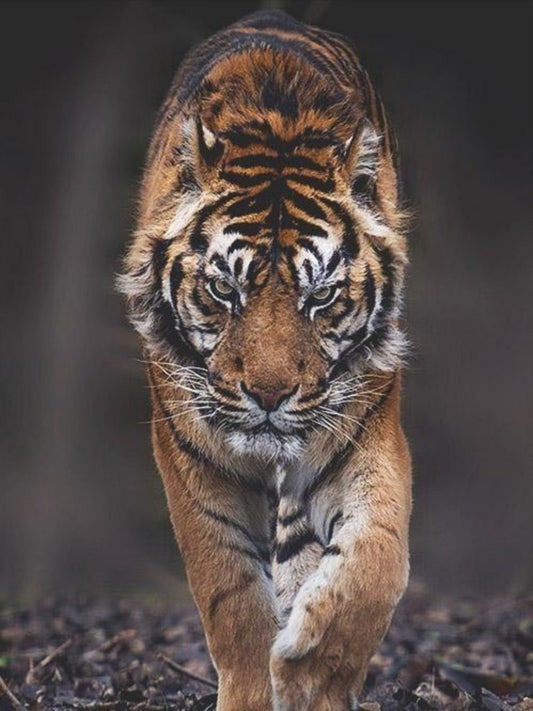 Bengal Tiger | Diamond Painting