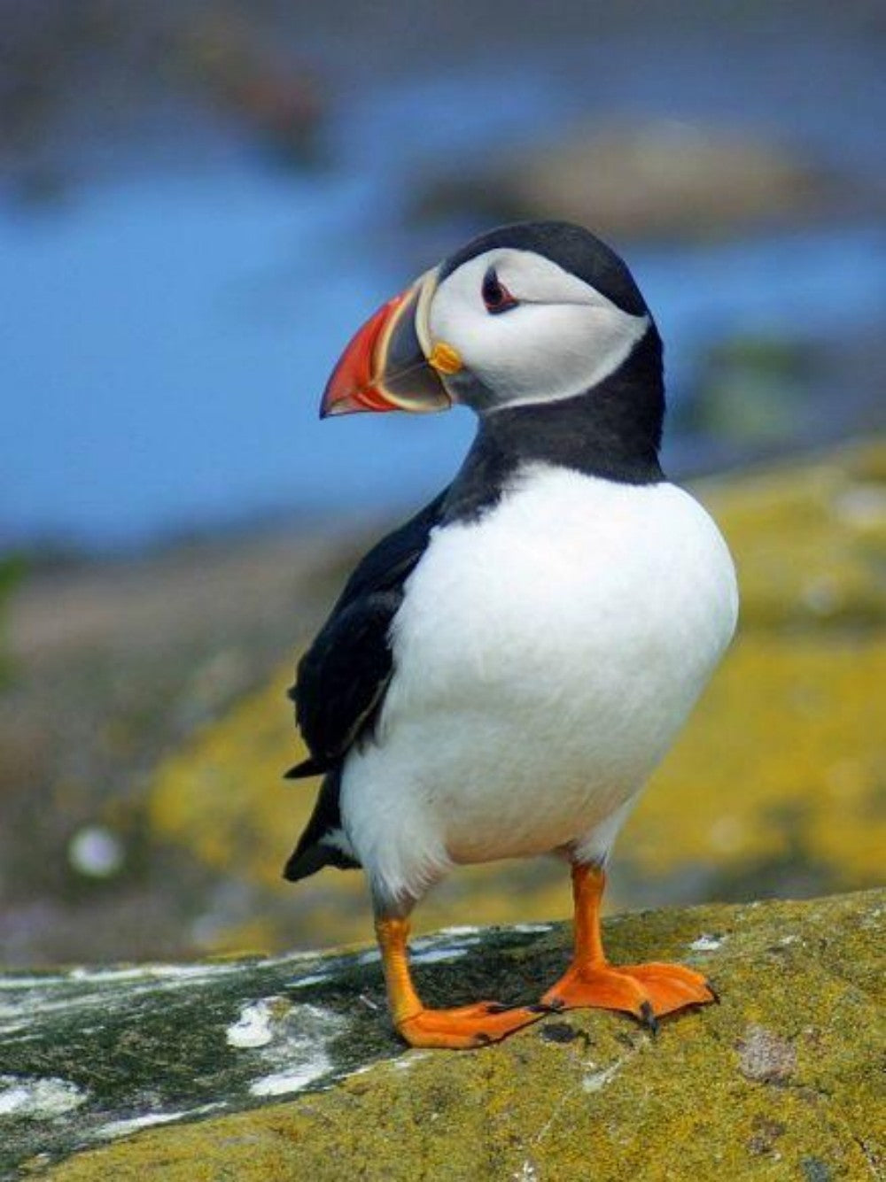 Puffin | Diamond Painting