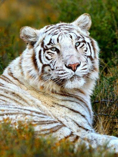 White Tiger | Diamond Painting