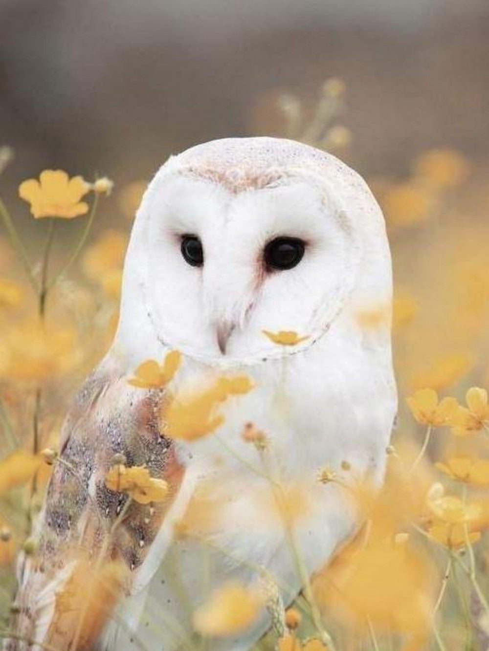 Barn Owl | Diamond Painting