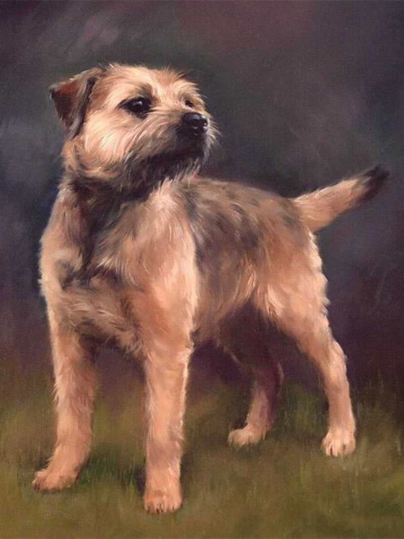 Dog Border Terrier | Diamond Painting