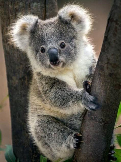 Koala | Diamond Painting