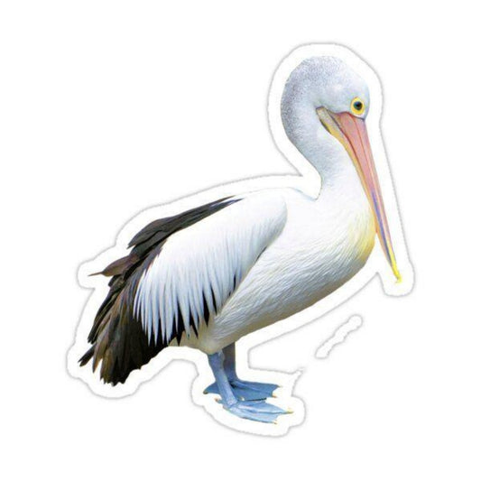 Pelican | Diamond Painting