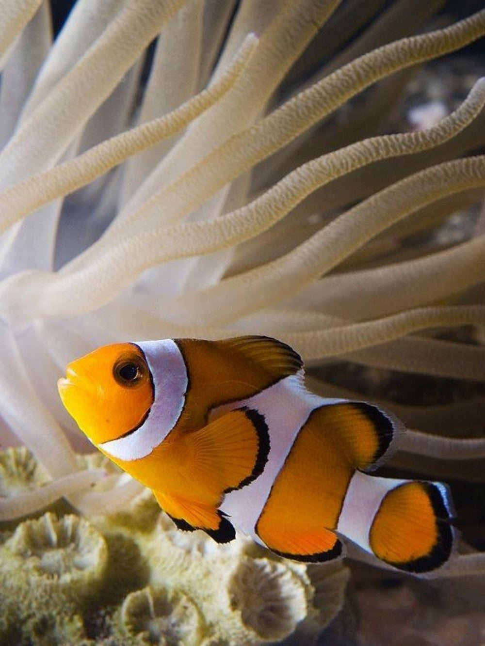 Clown Fish | Diamond Painting