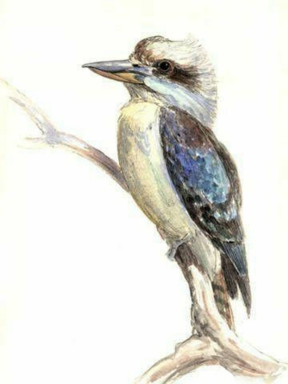 Kookaburra | Diamond Painting