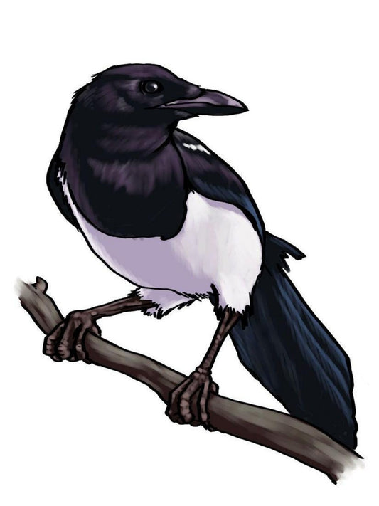 Magpie | Diamond Painting