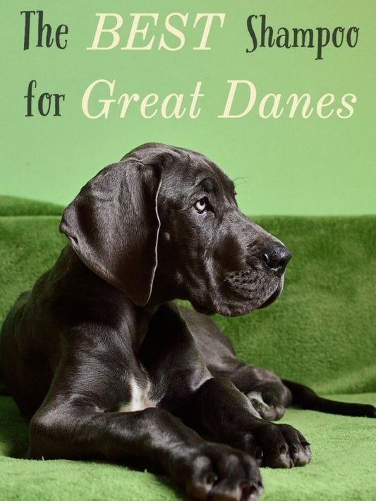 Dog Great Dane | Diamond Painting