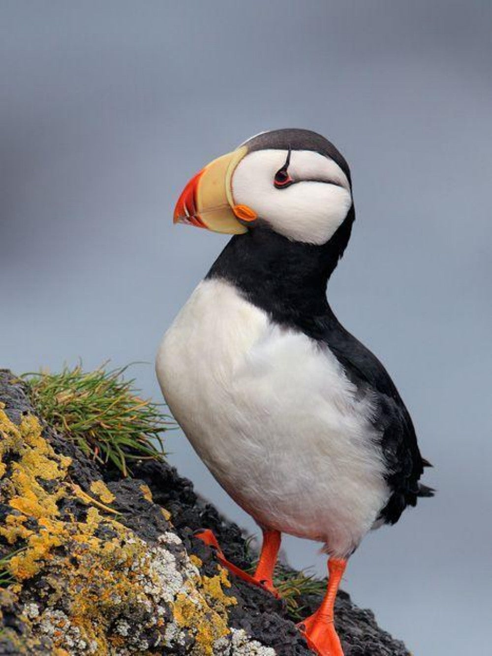 Puffin | Diamond Painting