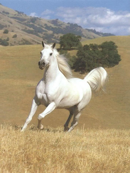 Horse | Diamond Painting