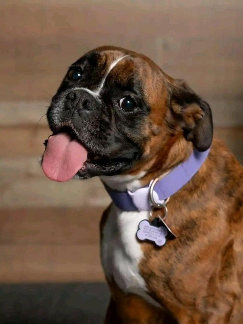 Boxer Dog | Diamond Painting