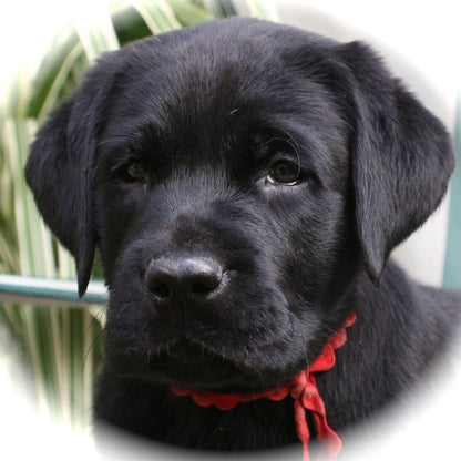 Black Labrador Dog | Diamond Painting